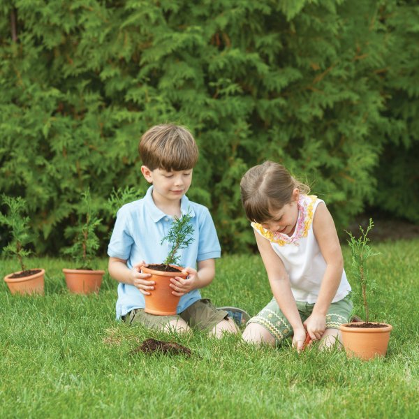 Cedar seedlings