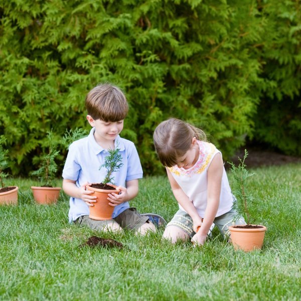 Planting cedar seedlings